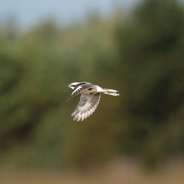 Isolepinkäinen, Great Grey Shrike, Lanius excubitor